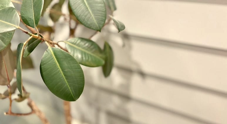 FOLMÉ 三国店 (MIKUNI) - 白い外壁と観葉植物のホームサロン
